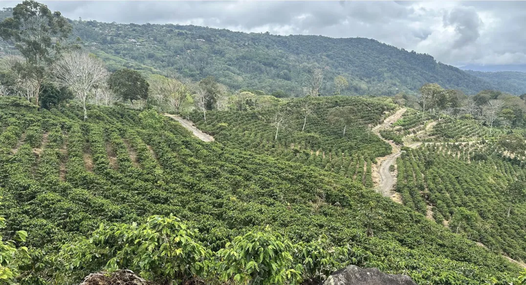 Coffee plantation across rolling hills with mountain backdrop